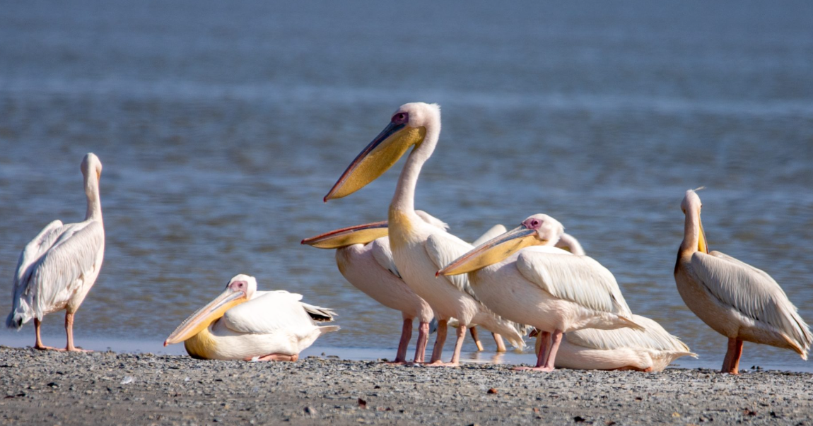 Nata Bird Sanctuary, Near Nata, Central Region, Botswana